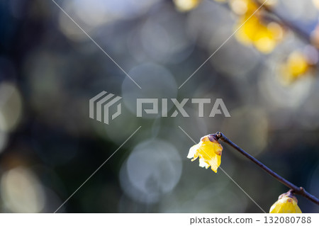 Rhubai花在早期的春天開花 132080788