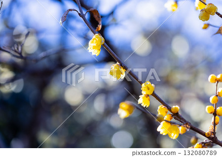 Rhubai花在早期的春天開花 Rhubai花在早期的春天開花 132080789