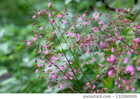 Cute creeping zinnia flowers Cute creeping zinnia flowers 132080989