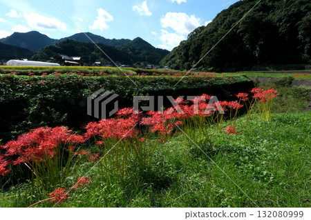 A cluster amaryllis blooming in satoyama A cluster amaryllis blooming in satoyama 132080999
