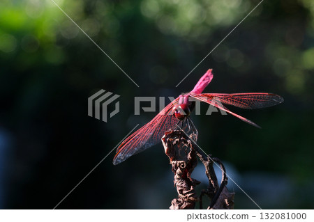 Dragonfly resting its wings Dragonfly resting its wings 132081000