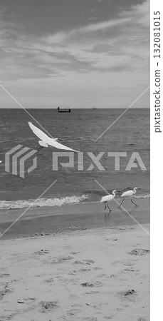 Black and white image of three egrets, one flying and two walking on the wet sand near the ocean waves. 132081015
