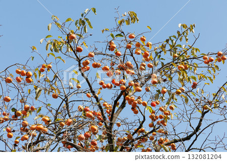 Persimmon tree 132081204