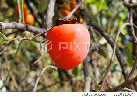 Delicious looking Hachiya persimmons Delicious looking Hachiya persimmons 132081304
