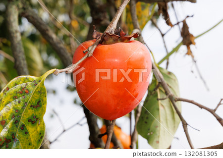Delicious looking Hachiya persimmons Delicious looking Hachiya persimmons 132081305