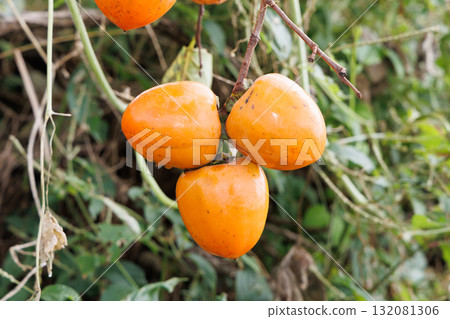 Delicious looking Hachiya persimmons Delicious looking Hachiya persimmons 132081306