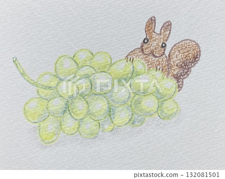 麝香葡萄和松鼠 麝香葡萄和松鼠 132081501