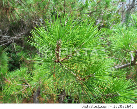 禦前崎市，白砂公園松樹，八月 132081645