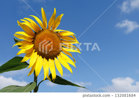 Blue sky and sunflower Blue sky and sunflower 132081684