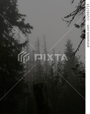 Green forest background with sunlight and trees Green forest background with sunlight and trees 132081714