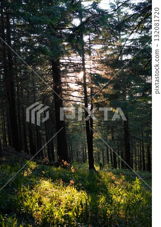 Green forest background with sunlight and trees Green forest background with sunlight and trees 132081720