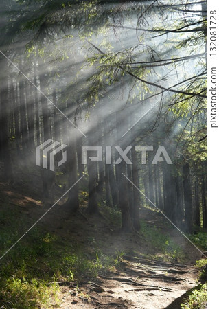 Green forest background with sunlight and trees Green forest background with sunlight and trees 132081728