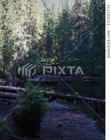 Green forest background with sunlight and trees Green forest background with sunlight and trees 132081731