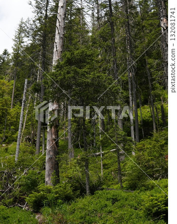 Green forest background with sunlight and trees 132081741