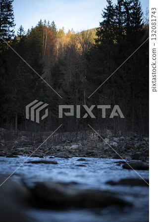 Green forest background with sunlight and trees Green forest background with sunlight and trees 132081743