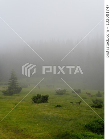 Green forest background with sunlight and trees Green forest background with sunlight and trees 132081747