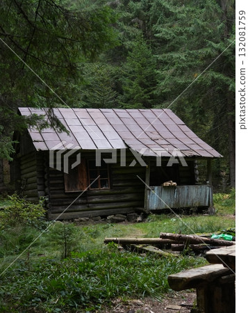 Green forest background with sunlight and trees Green forest background with sunlight and trees 132081759