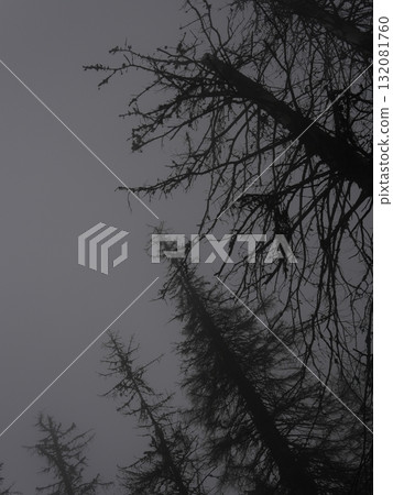 Green forest background with sunlight and trees Green forest background with sunlight and trees 132081760