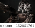 Cute little gray tabby kitten hid and hunted in a tree 132081761