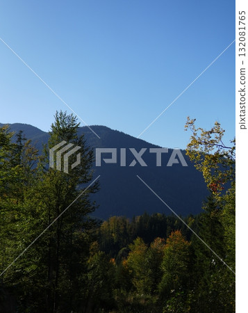 Green forest background with sunlight and trees 132081765