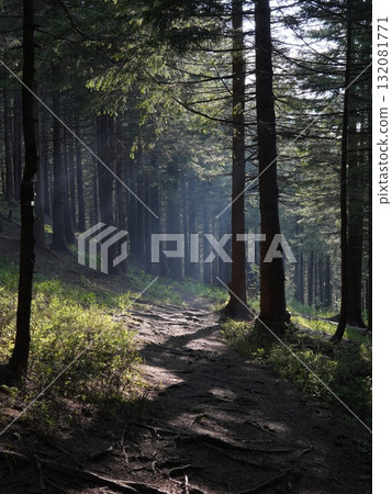 Green forest background with sunlight and trees Green forest background with sunlight and trees 132081771