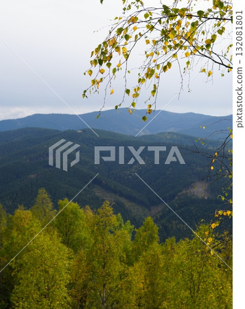 Green forest background with sunlight and trees 132081801