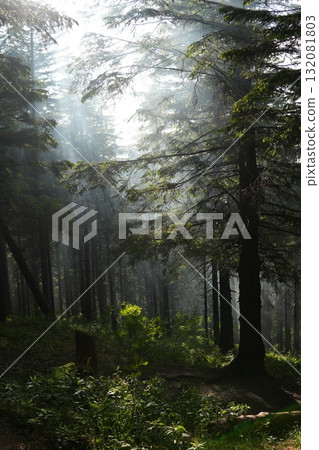 Green forest background with sunlight and trees 132081803