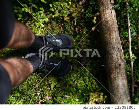 Green forest background with sunlight and trees 132081805