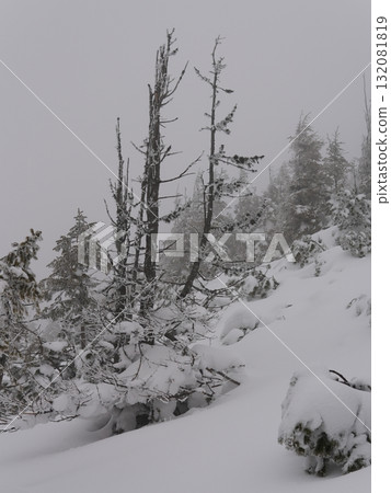 Winter forest scene with snow and trees 132081819