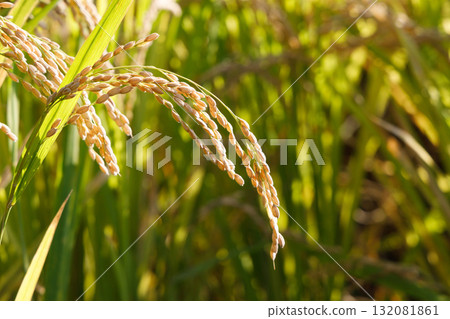 大米早收 大米早收 132081861