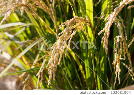 Rice early harvest Rice early harvest 132081904