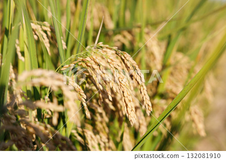 Rice early harvest Rice early harvest 132081910