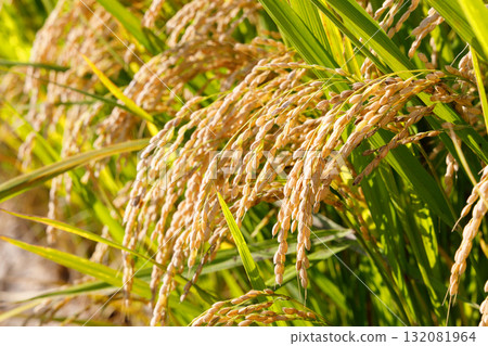 Rice early harvest 132081964