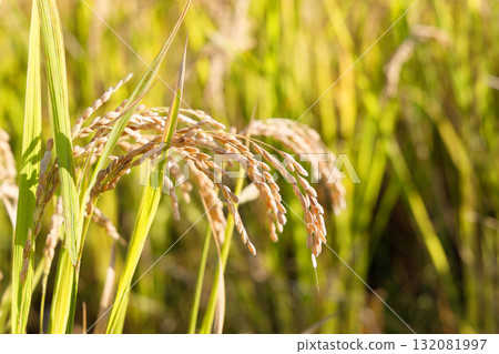 Rice early harvest 132081997