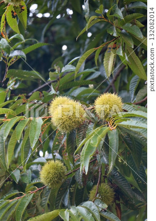 秋天的預感:栗色藍色寶石 秋天的預感:栗色藍色寶石 132082014