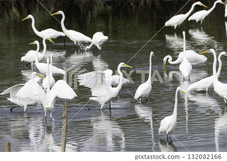 A flock of egrets spending time by the water 132082166