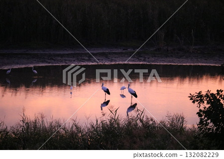 水面上倒映的鸛鳥、傍晚的渡良瀨、秋天 132082229