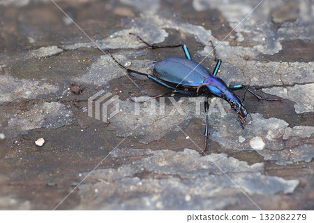 小尾蝸牛 132082279