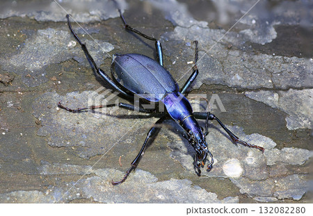 小尾蝸牛 小尾蝸牛 132082280