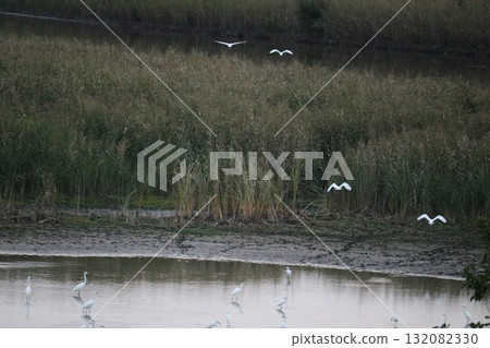 Evening on the river: Egrets descending in autumn at Watarase Evening on the river: Egrets descending in autumn at Watarase 132082330