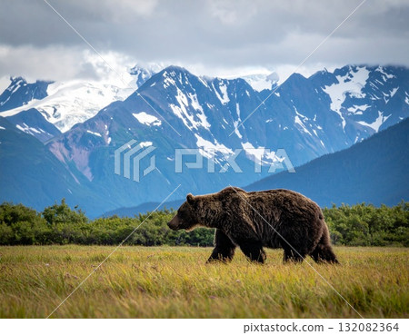 A wild brown bear walking through the wilderness 132082364
