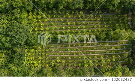 Aerial view of banana plantation field in Thailand. Banana trees, belonging to the Musa genus, are tropical plants known for their iconic fruit and large, lush leaves. Aerial view of banana plantation field in Thailand. Banana trees, belonging to the Musa genus, are tropical plants known for their iconic fruit and large, lush leaves. 132082487