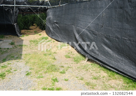 宇治市茶園覆蓋栽培 132082544