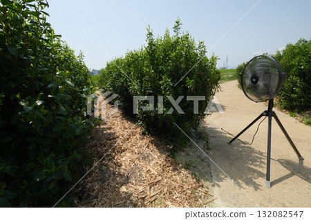 宇治川沿岸的茶田 132082547