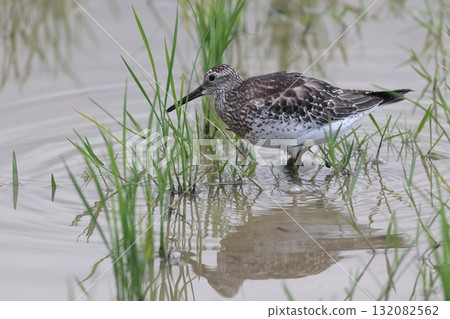 Wild Birds: The Bar-tailed Godwit breeds in Siberia and winters in Southeast Asia. It passes through Japan in spring and autumn. 132082562