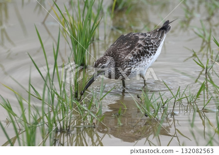 野生動物 - 野鳥 - 雖已十月,斑尾塍鷸仍在探查插秧後的稻株根部。石垣島的秋天 野生動物 - 野鳥 - 雖已十月,斑尾塍鷸仍在探查插秧後的稻株根部。石垣島的秋天 132082563