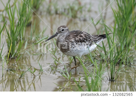 Animals, Wild Birds, Bar-tailed Godwit, Body length is just under 30cm. Short neck, thick body, long beak 132082565