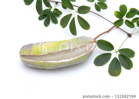 Leaves and fruits of Goyo Akebia (Five-leaf Akebia) 132082599