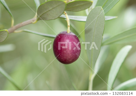Olive fruits and leaves 132083114