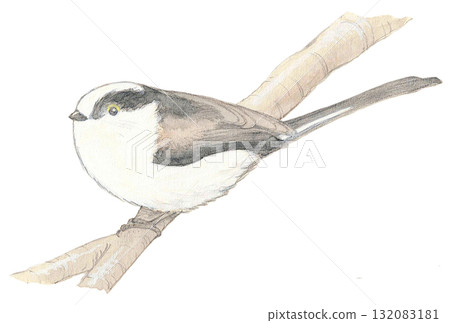 Enaga堅持分支機構 Enaga堅持分支機構 132083181